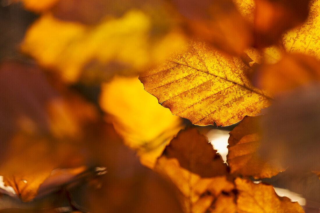 Autumn leaves