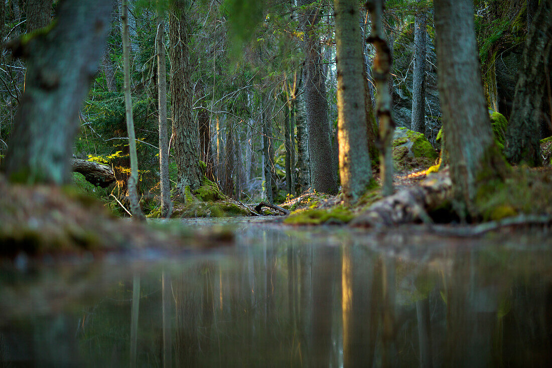 River in forest