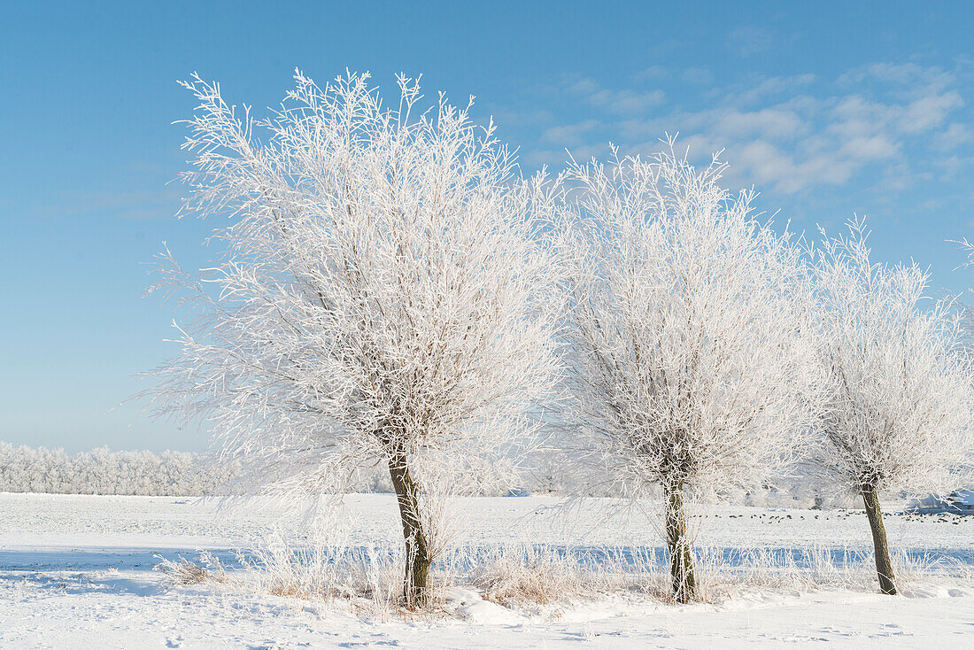 Bäume im Winter