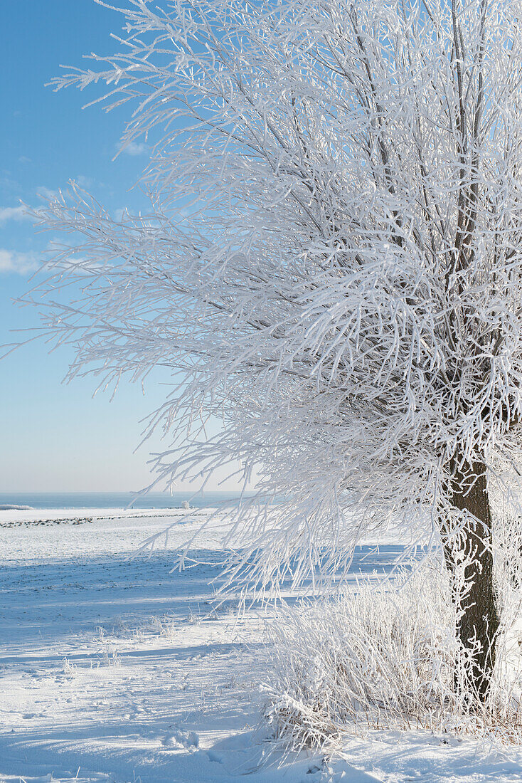 Tree at winter