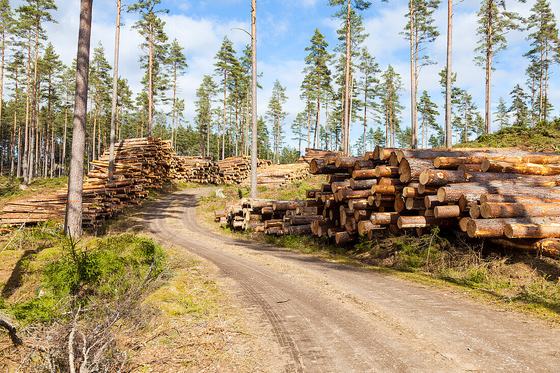 Logs along dirt track