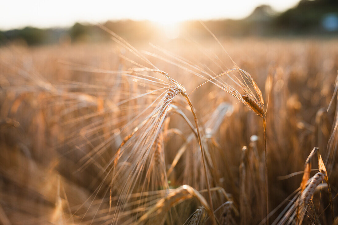 Roggen auf einem Feld