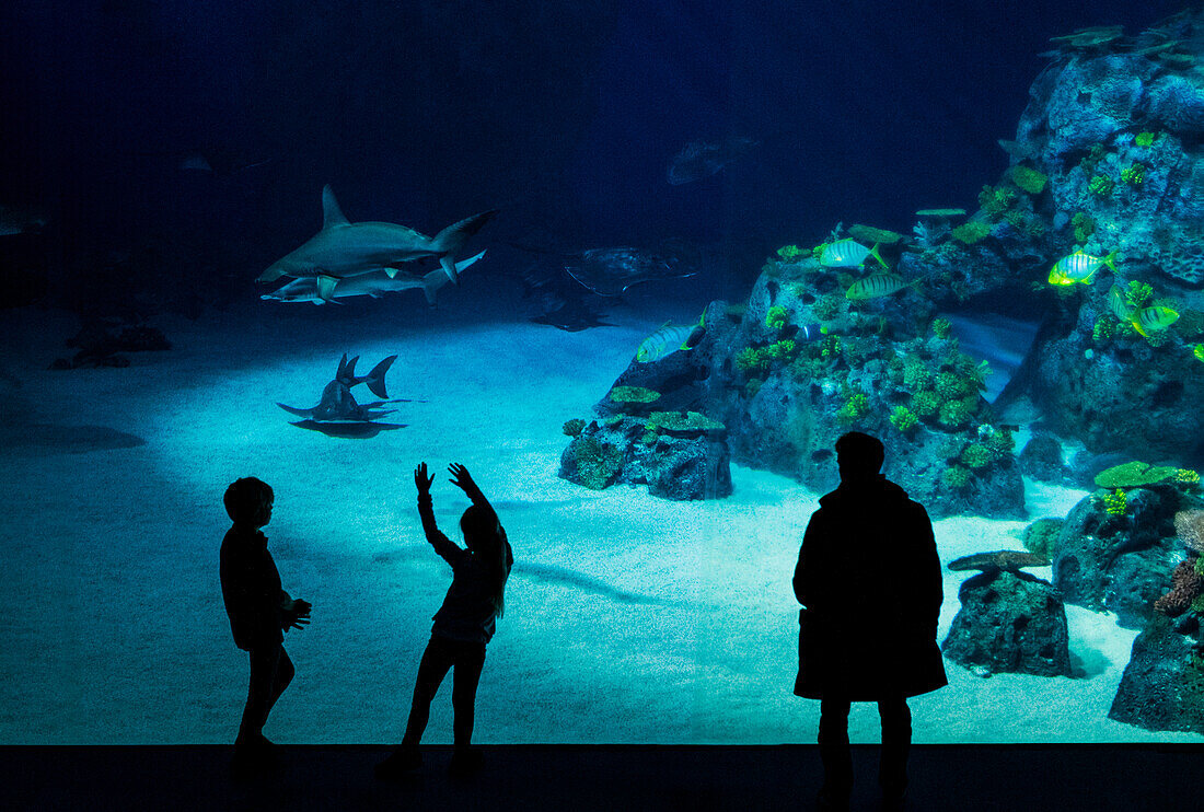 Children looking at fish in aquarium