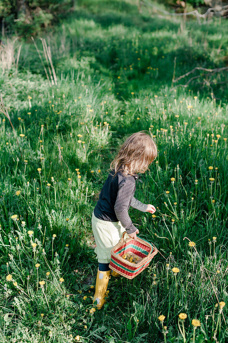 Girl picking dandelions