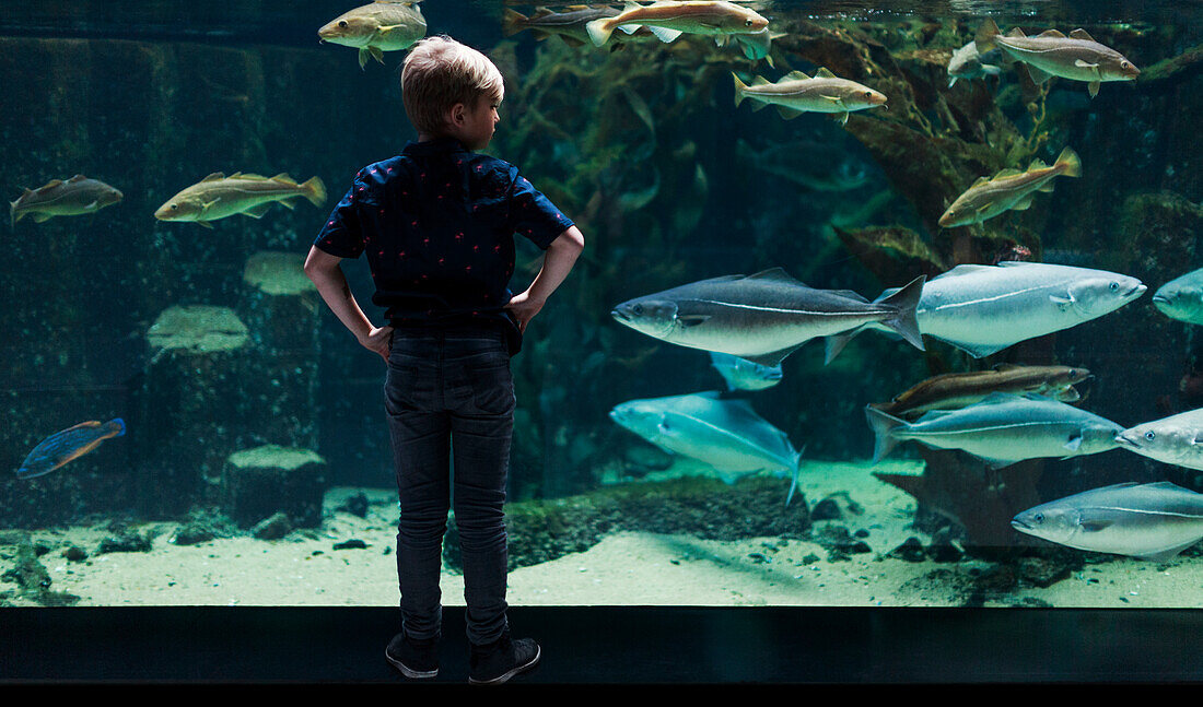 Junge sieht sich Fische im Aquarium an