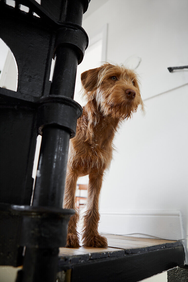 Hund auf der Treppe stehend