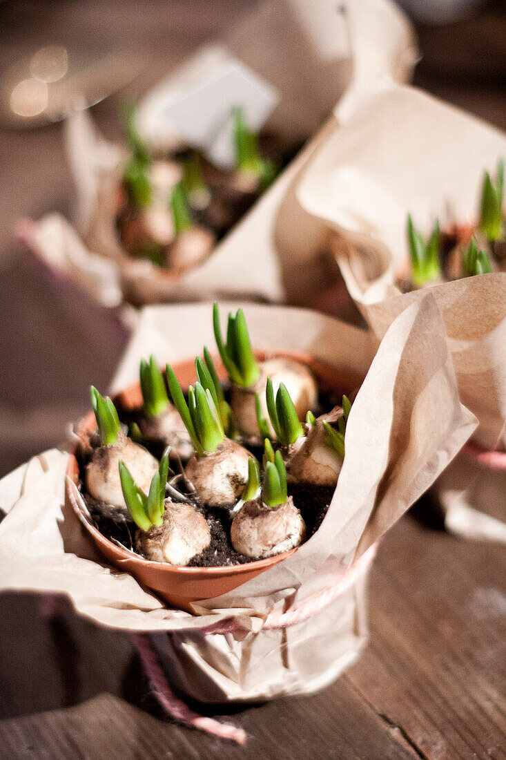 Bulbs in pot