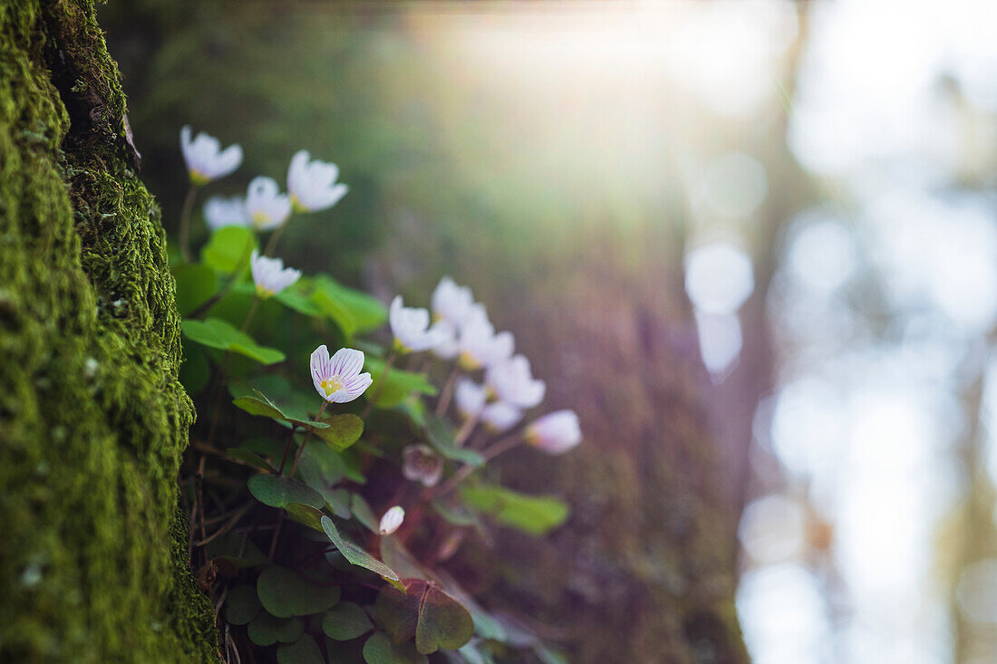 Wood anemones