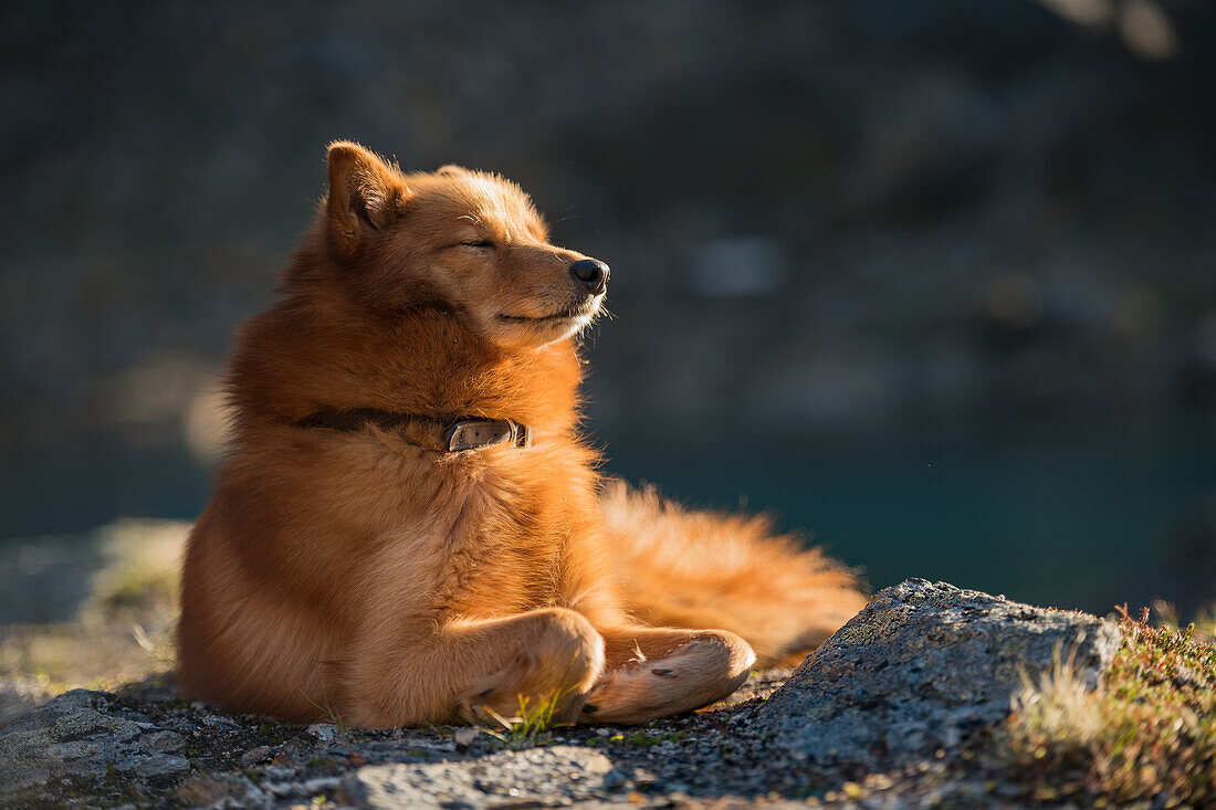Dog relaxing in sun