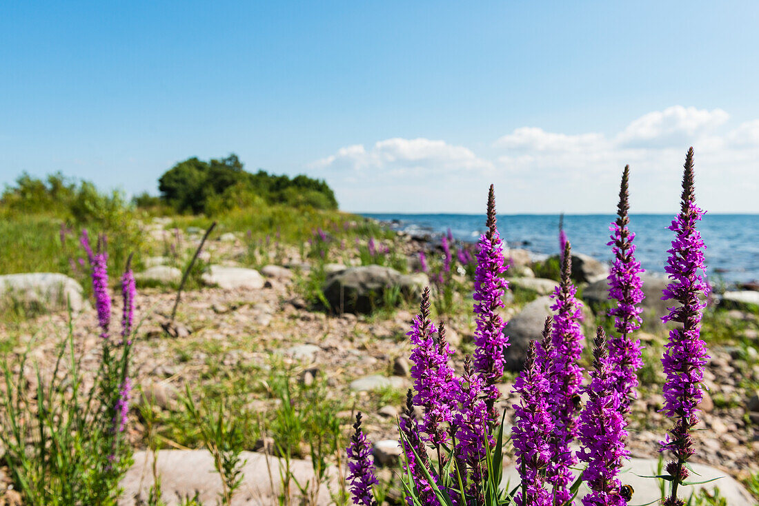 Pink wildflowers on coast