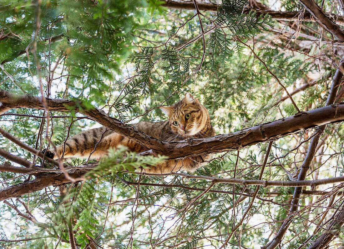 Car on tree branch