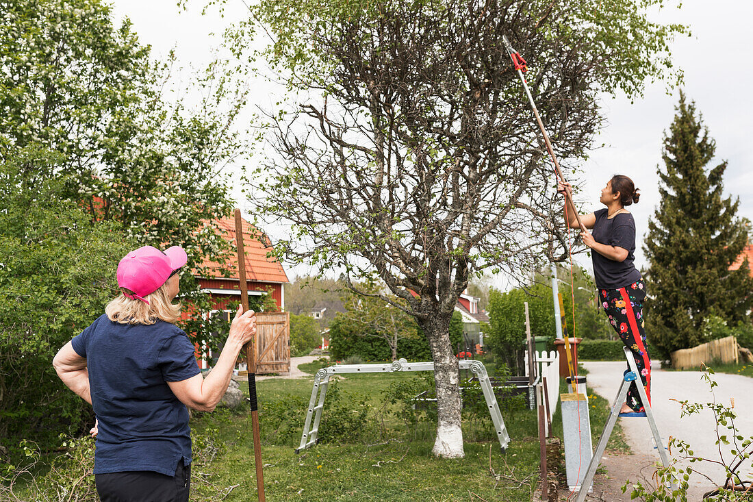 Frauen beschneiden Bäume im Garten