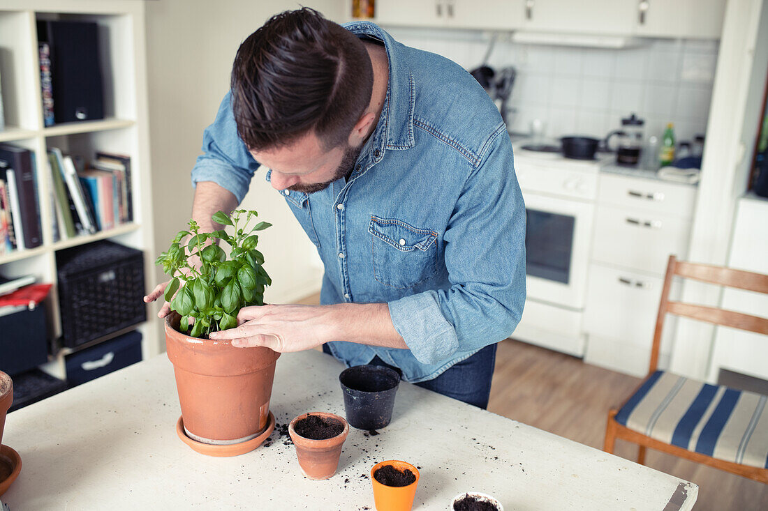 Mann pflanzt Basilikum