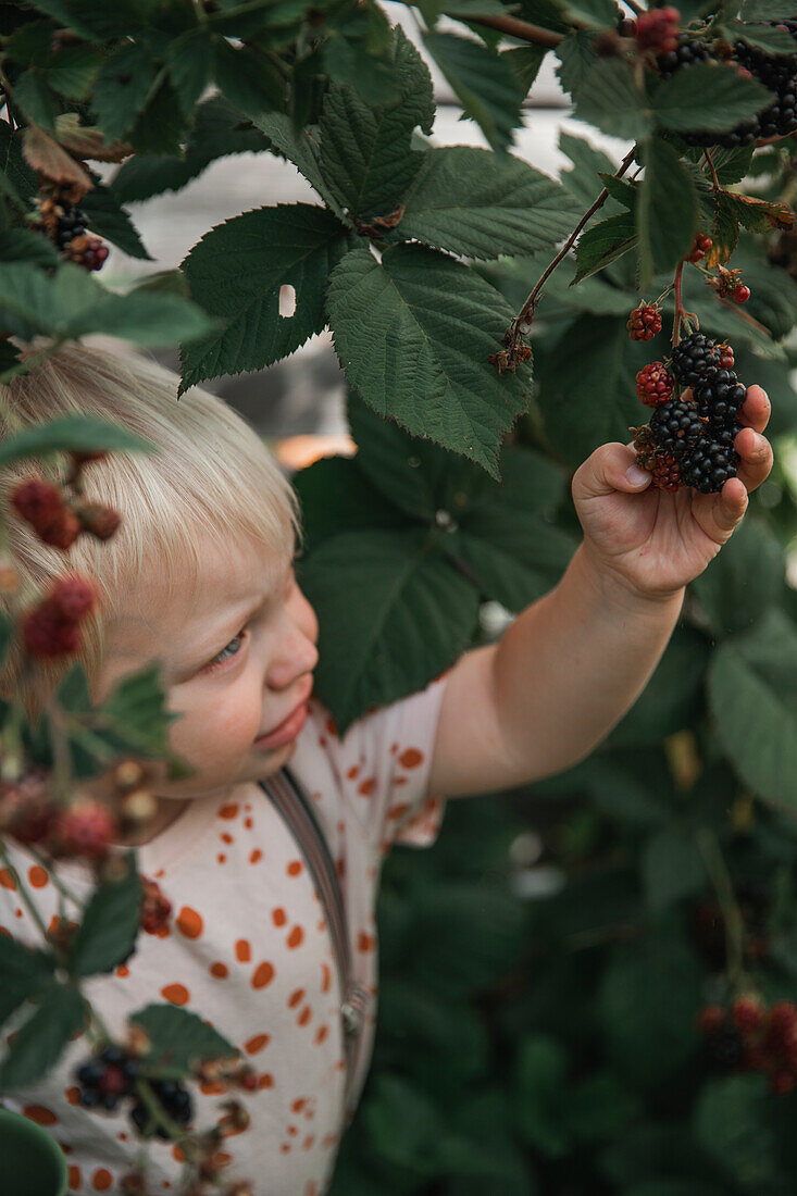 Junge pflückt Brombeeren