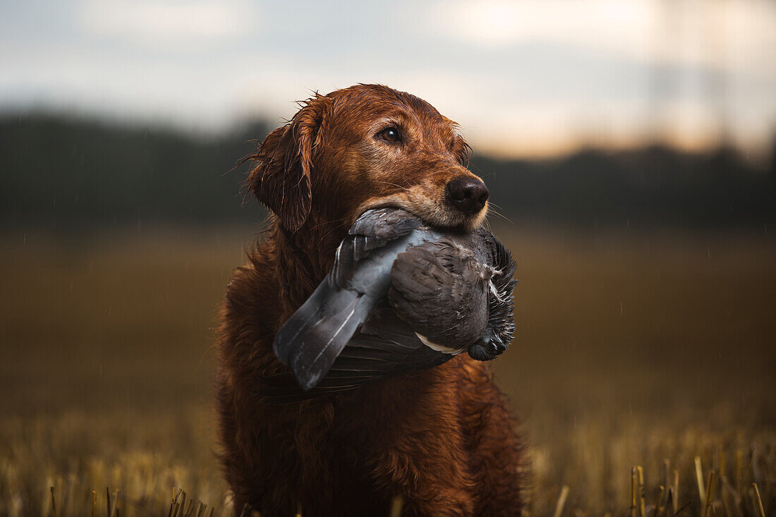 Hunting dog carrying dead bird