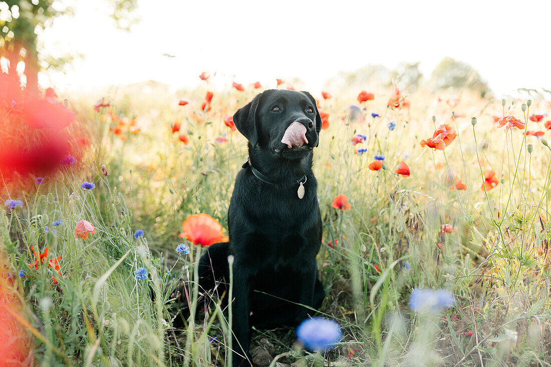 Dog licking nose