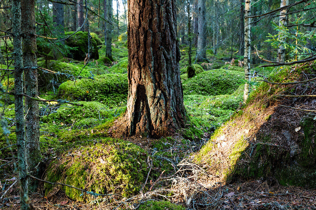 Baum im Wald