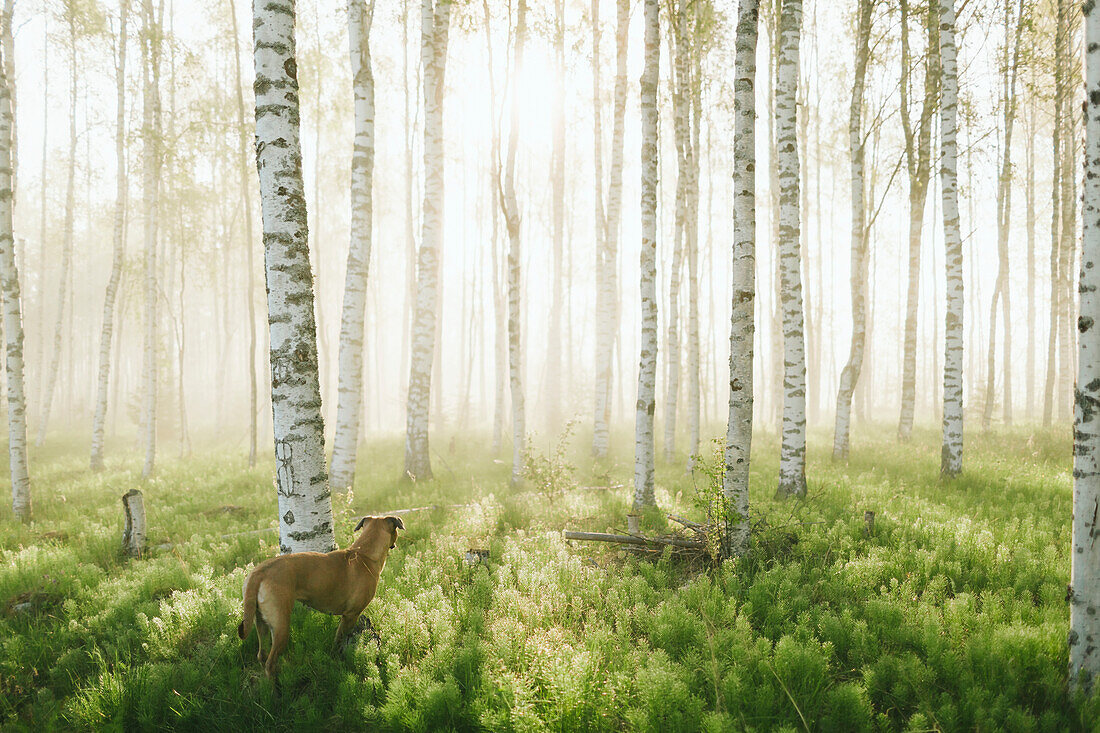 Dog in birch forest
