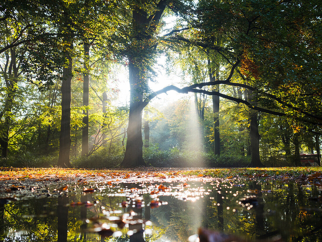 View of pond in forest