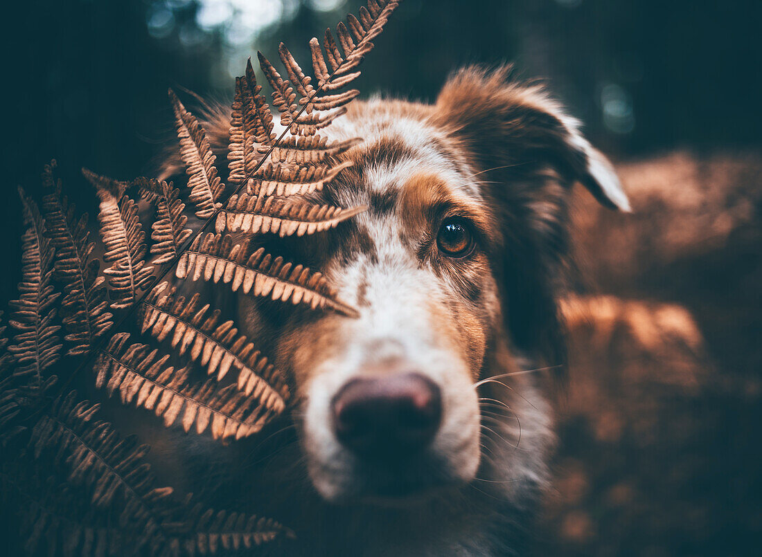 Hund schaut in die Kamera