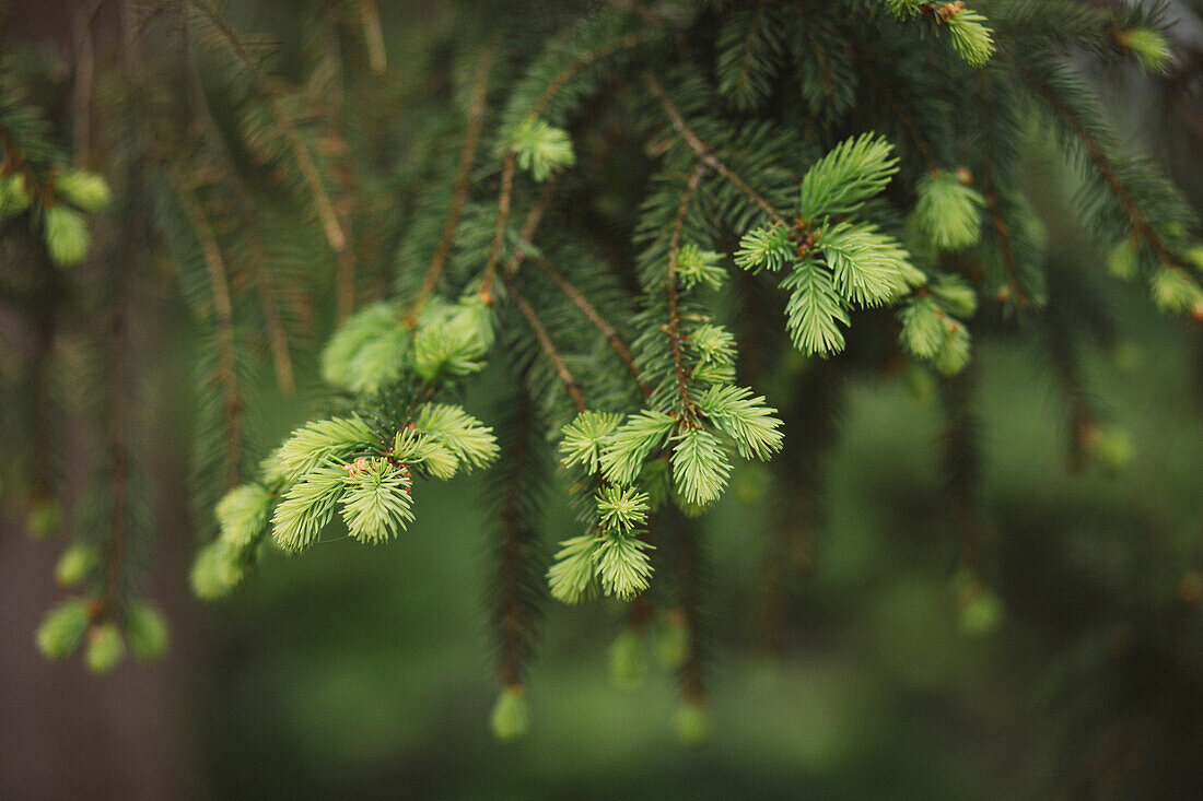 New shoots on pine twigs