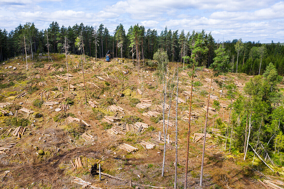 Logging area in pine forest