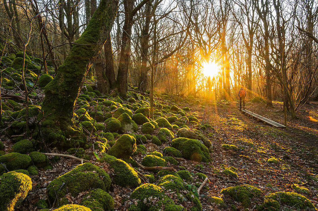 Moos wächst auf Felsen im Wald