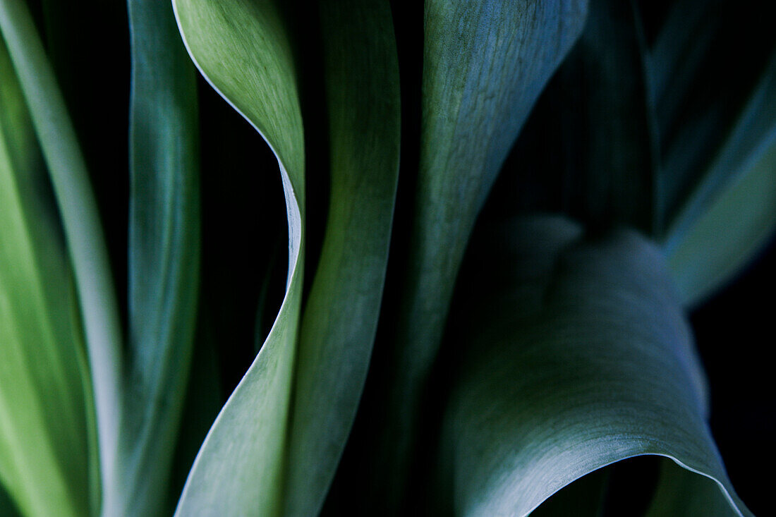 Close-up of leaves