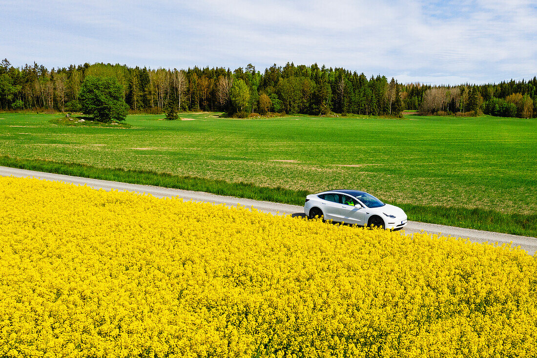 Blooming rapeseed field with car on background