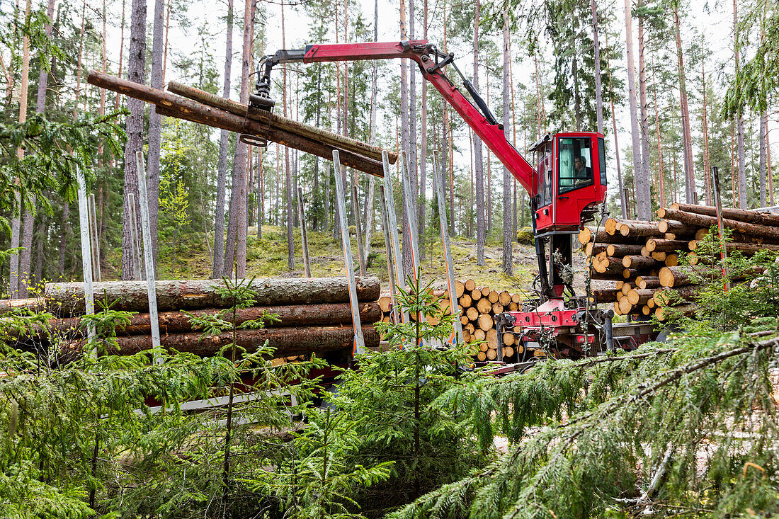 Stapelung von Baumstämmen im Wald