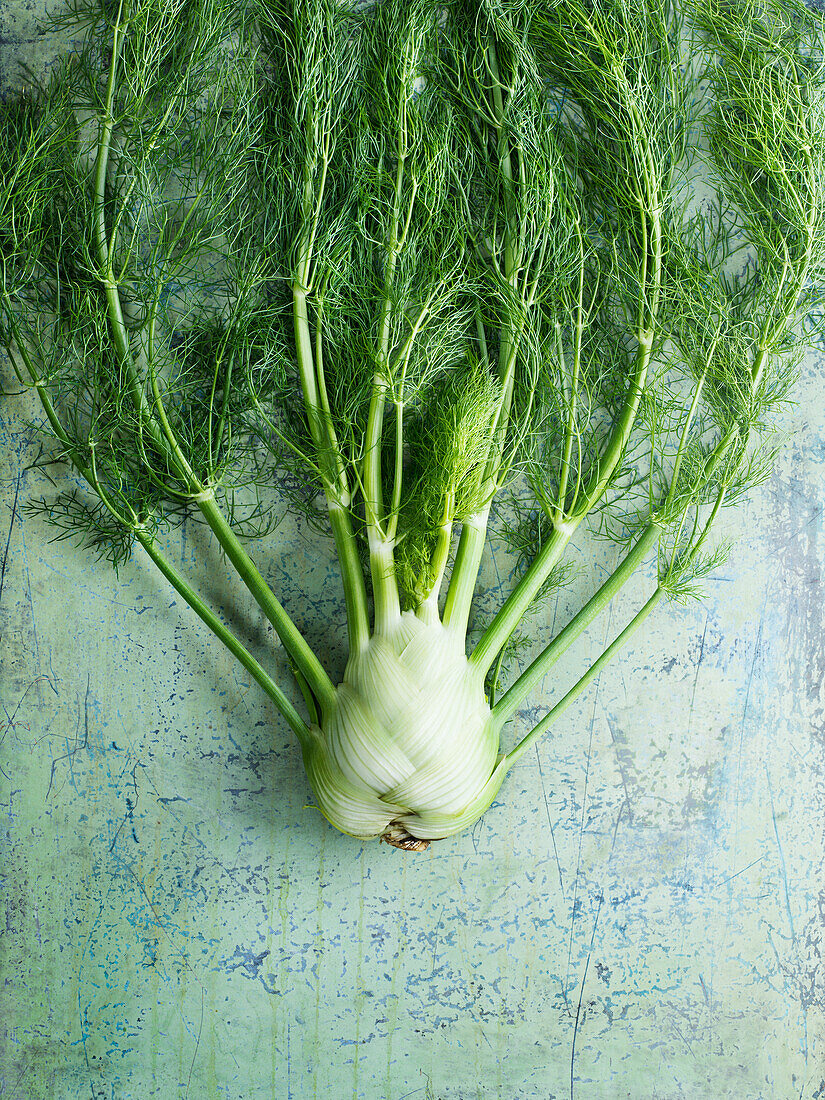 High angle view of fresh fennel