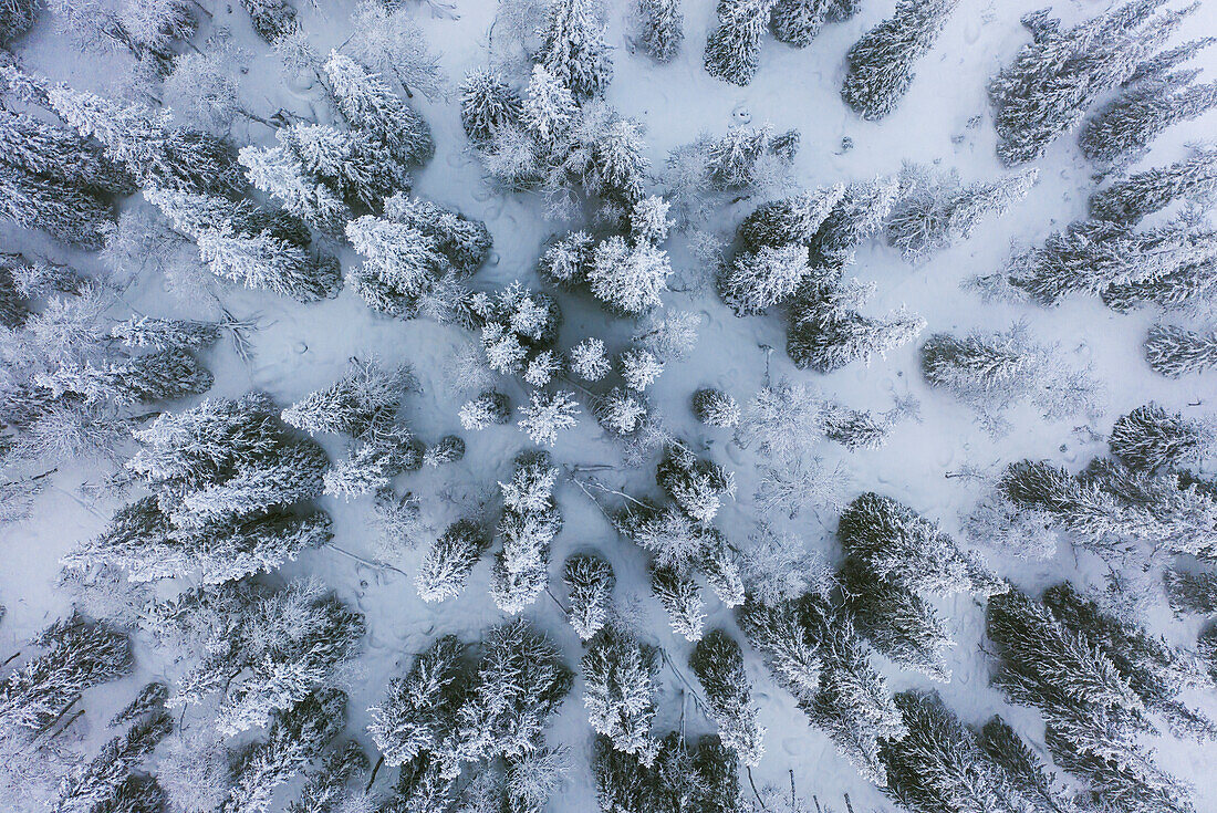 Luftaufnahme eines Winterwaldes