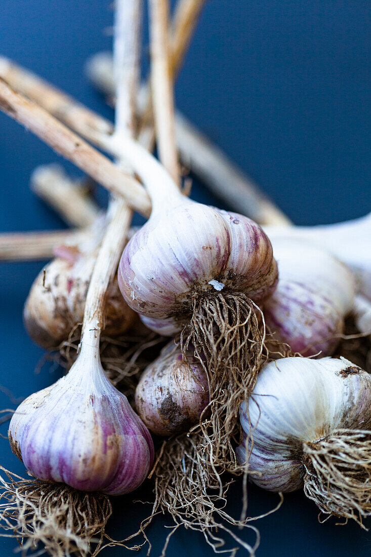 Bunch of garlic on blue background