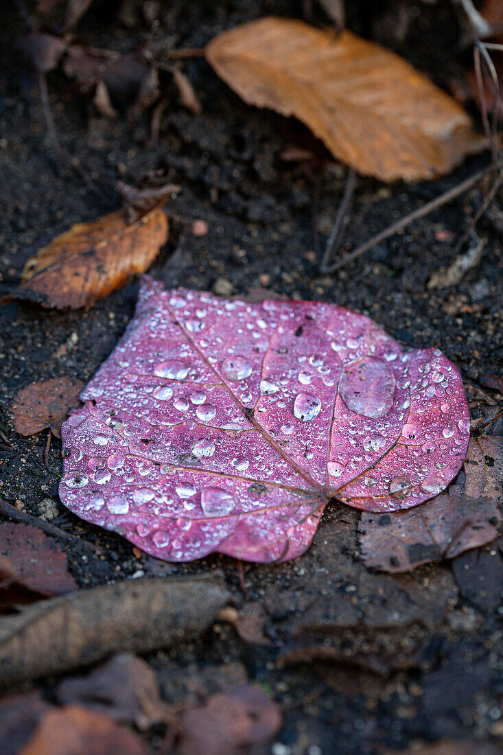 Wassertropfen auf Herbstblatt