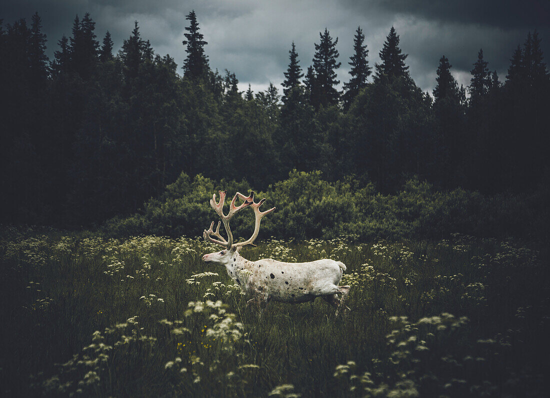 White elk walking through meadow