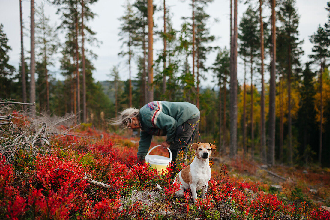 Senior woman in picking berries