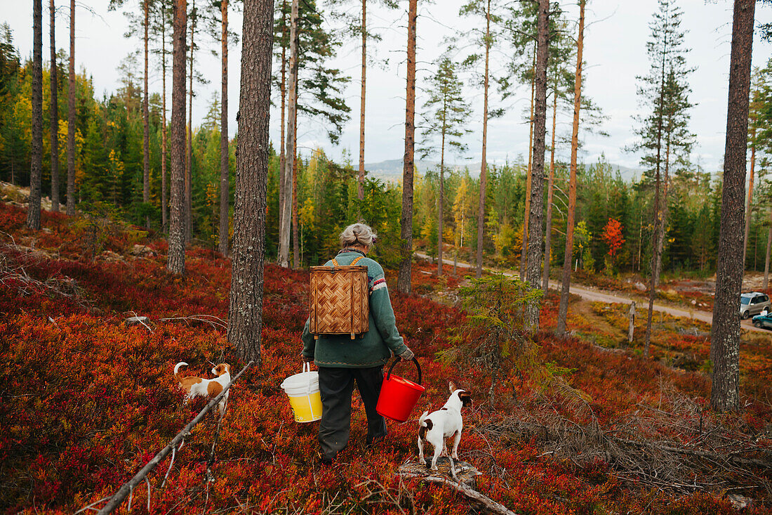 Rear view of woman with dogs walking through forest
