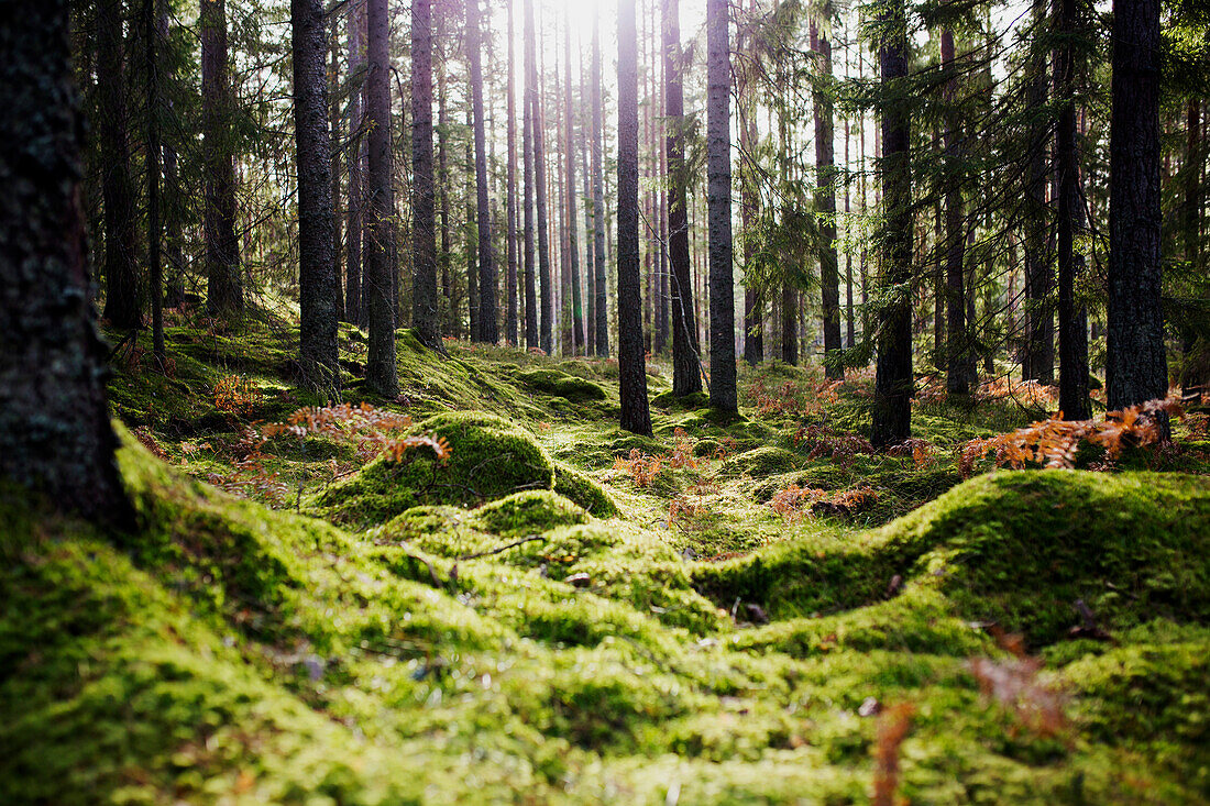 View of summer forest