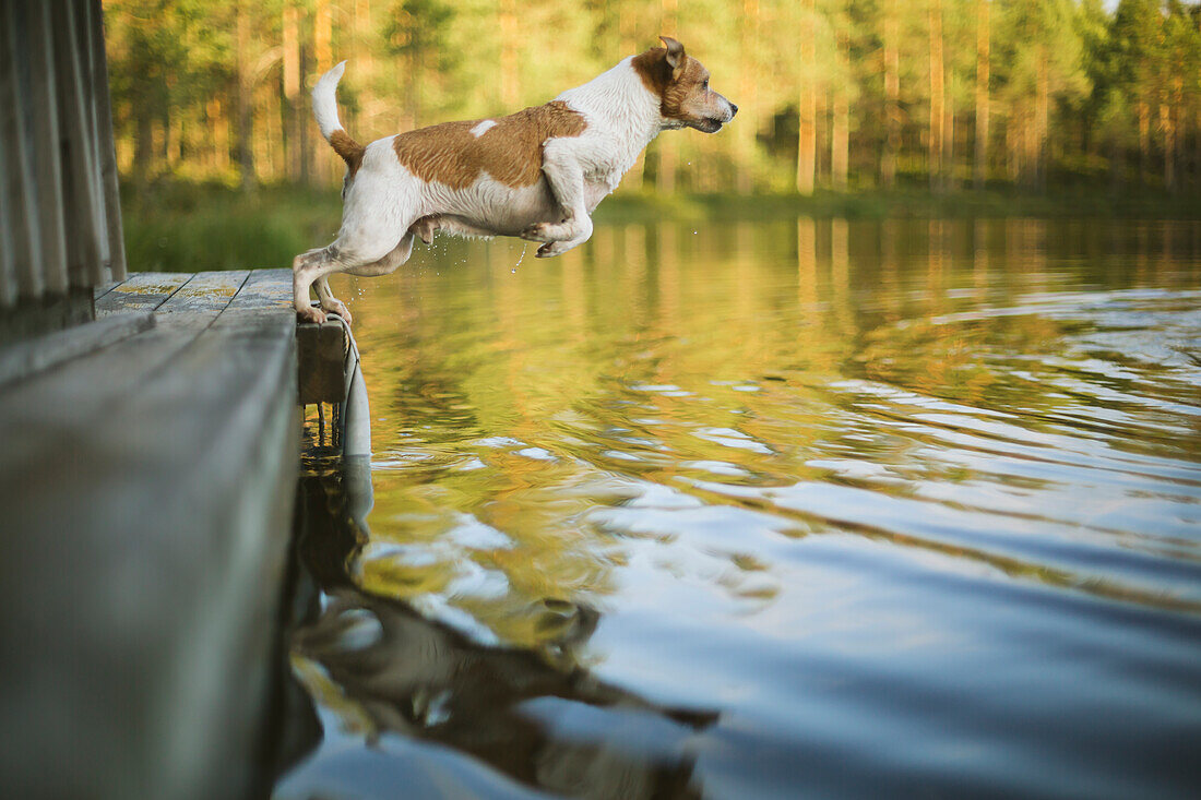 Dog jumping into lake