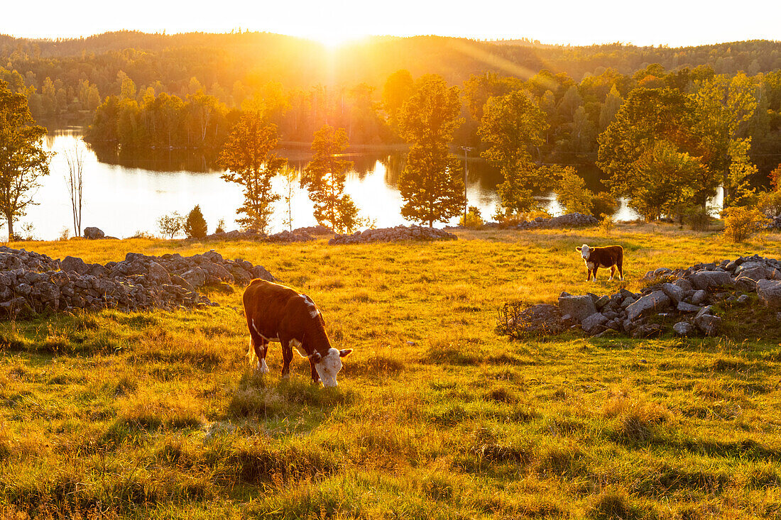 Kühe auf der Weide bei Sonnenuntergang