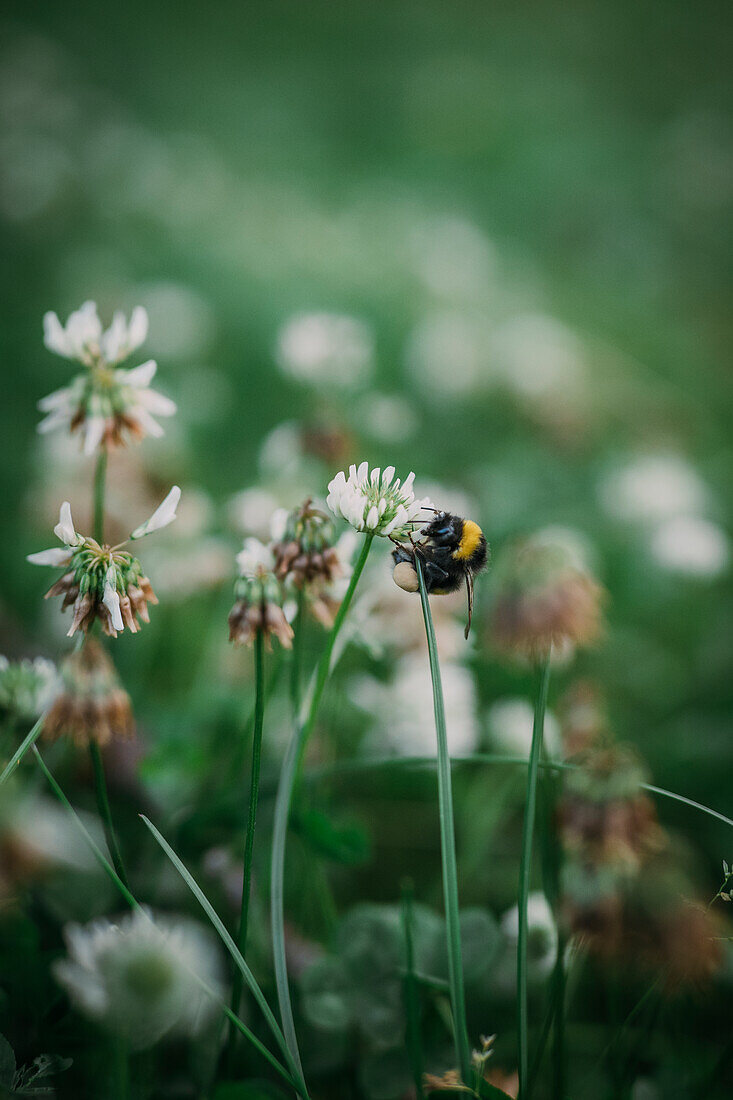 Biene auf Kleeblüte