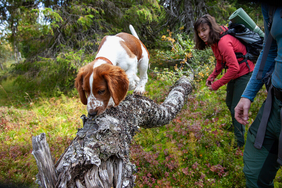 Dog on fallen tree trunk, hikers in background