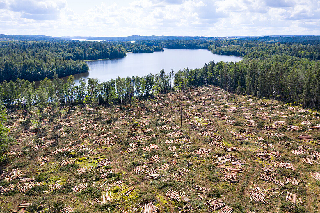 Aerial view of cut forest near lake