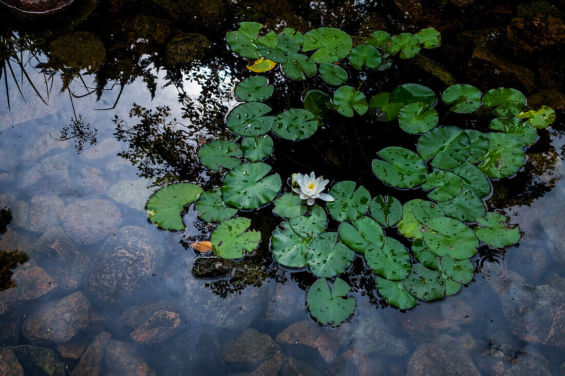 Blühende Seerose