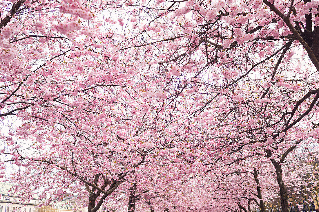 Low angle view of pink blossoming trees