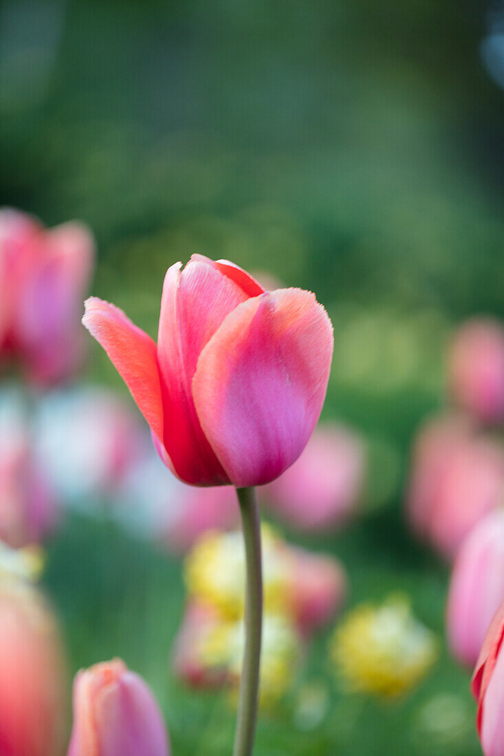 Tulips in garden