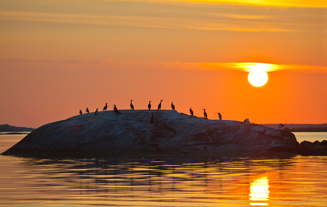 Silhouette of water birds group on island