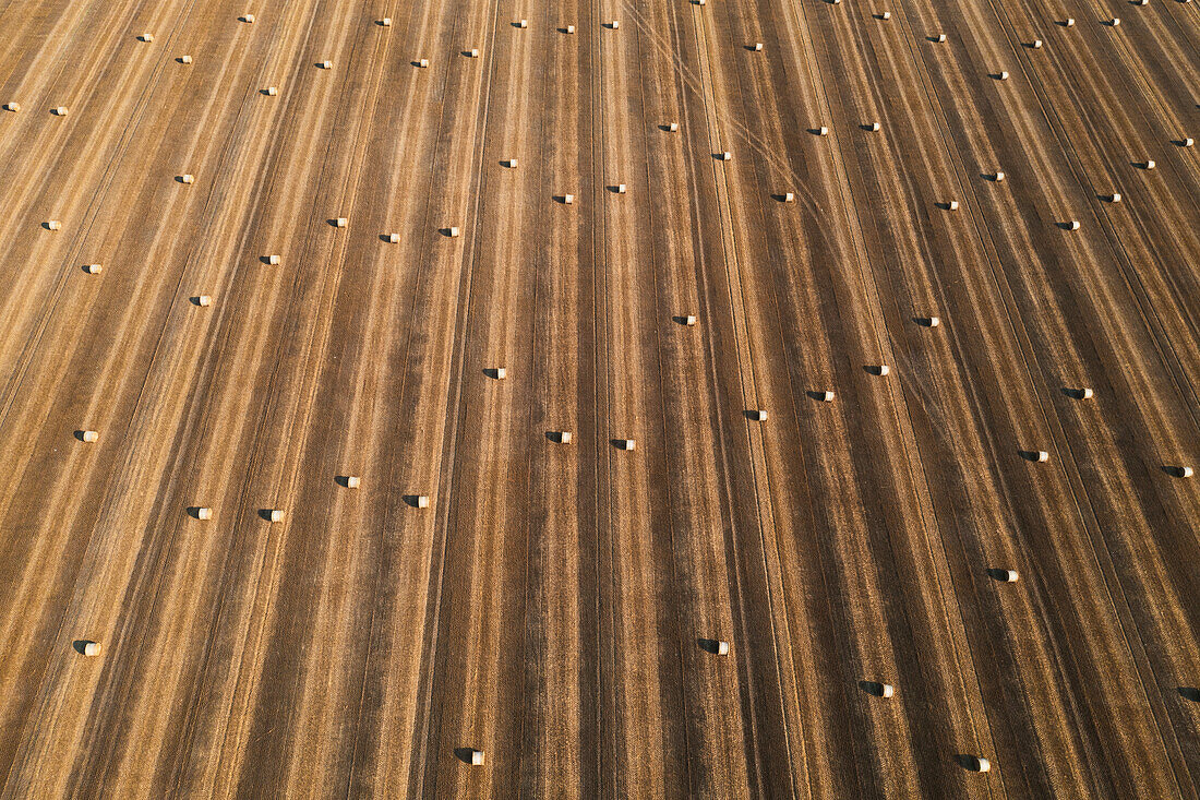 Luftaufnahme eines Weizenfeldes