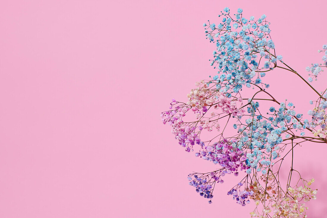 Pastel colored flowers on pink background