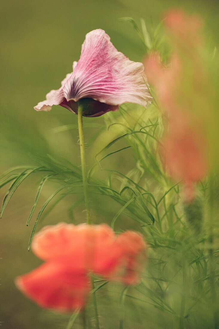 View of pink poppy
